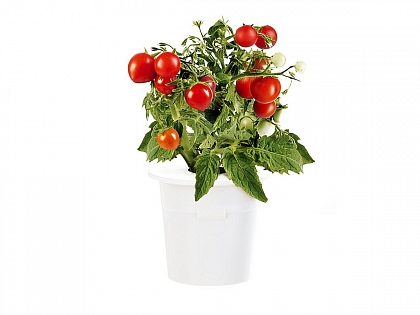 Набор картриджей Click and Grow Refill Томаты черри